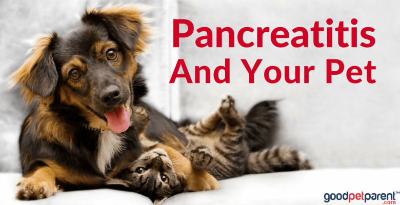 Pancreatitis And Your Pet Good Pet Parent