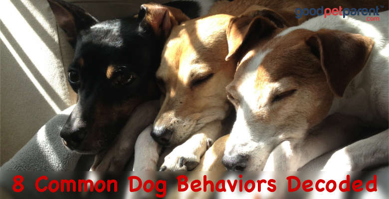 Why Does My Dog Do That 8 Common Dog Behaviors Decoded Good Pet Parent Why Does My Dog Do That 8 Common Dog Behaviors Decoded Good Pet Parent