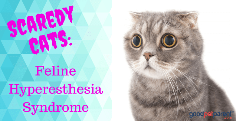 Scaredy Cats: Feline Hyperesthesia Syndrome - Good Pet Parent